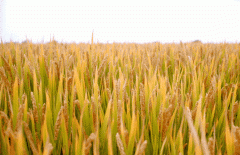 稻谷飘香迎丰年|人生就是搏生产基地奏响丰收乐章