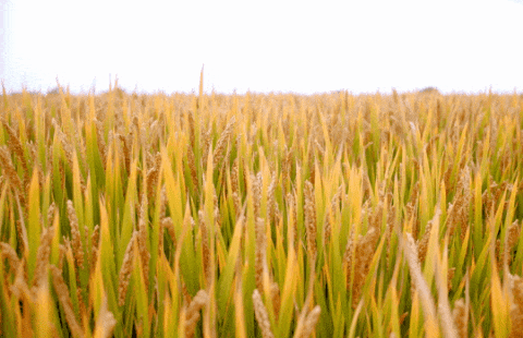 人生就是搏(中国集团)官方网站