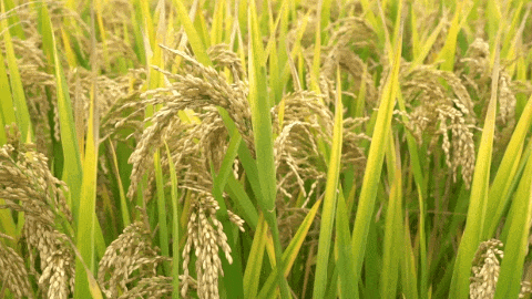 人生就是搏(中国集团)官方网站