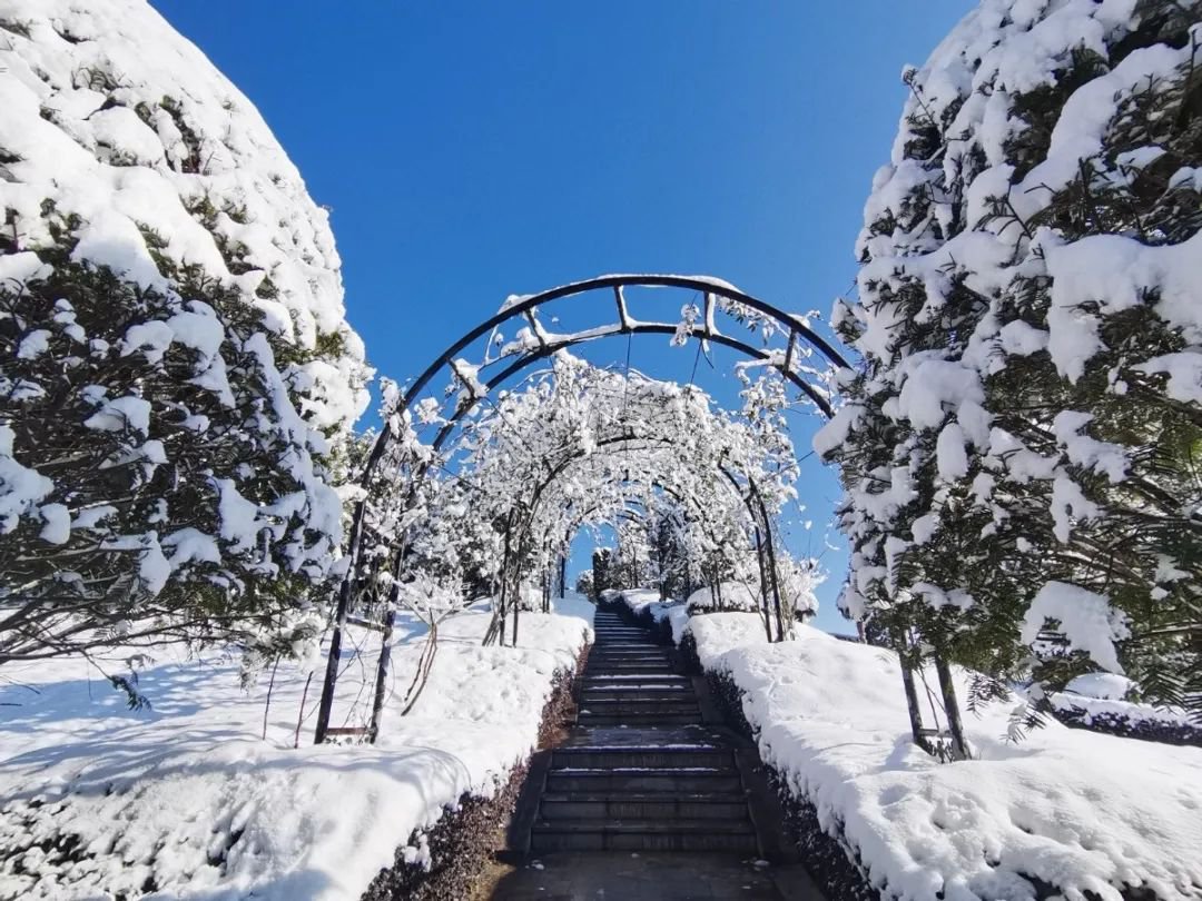 雪落玉龙，，三冬含暖。