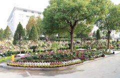 以树为碑：生命的另一种生长